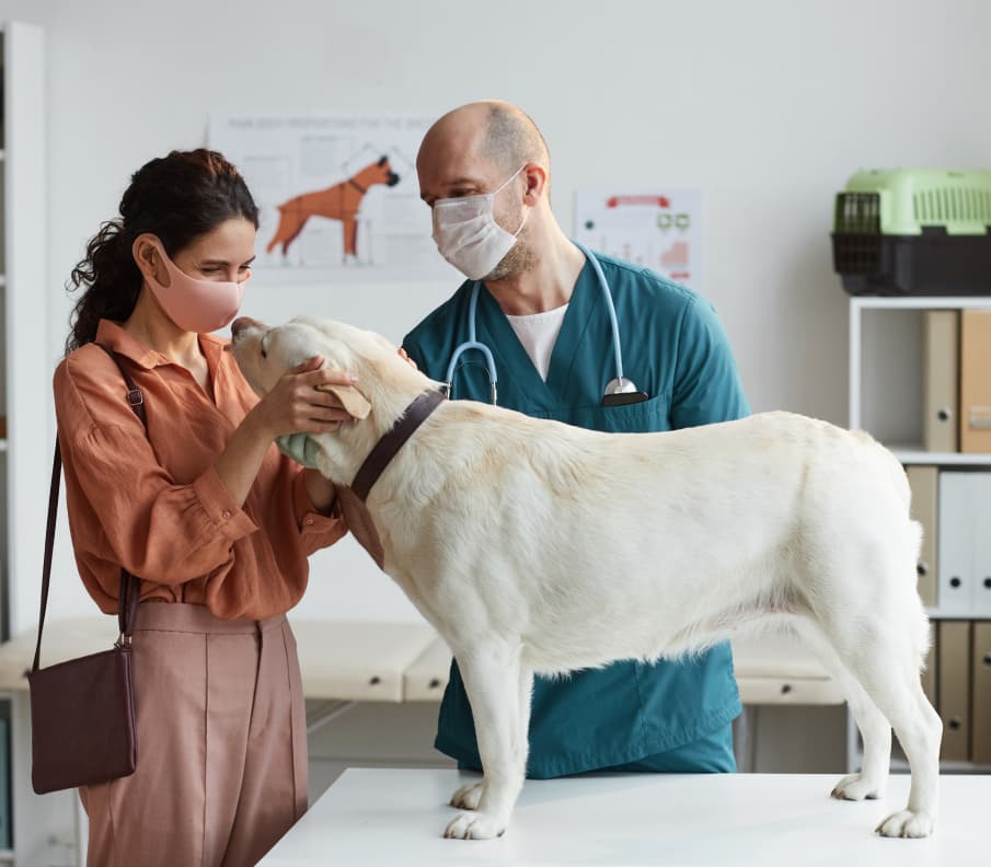 vacunación perros eficiencia