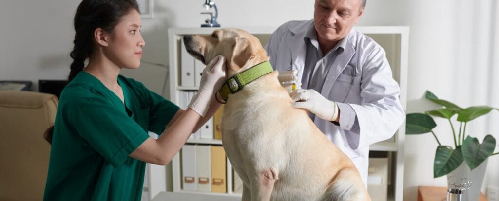 curar perro y vacunarlo efeectos adversos