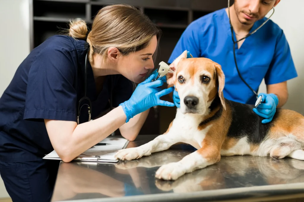 veterinarios en Torremolinos, Malaga