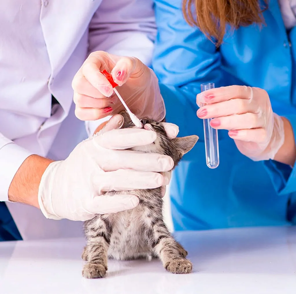 analisis clinicos para mascotas en torremolinos