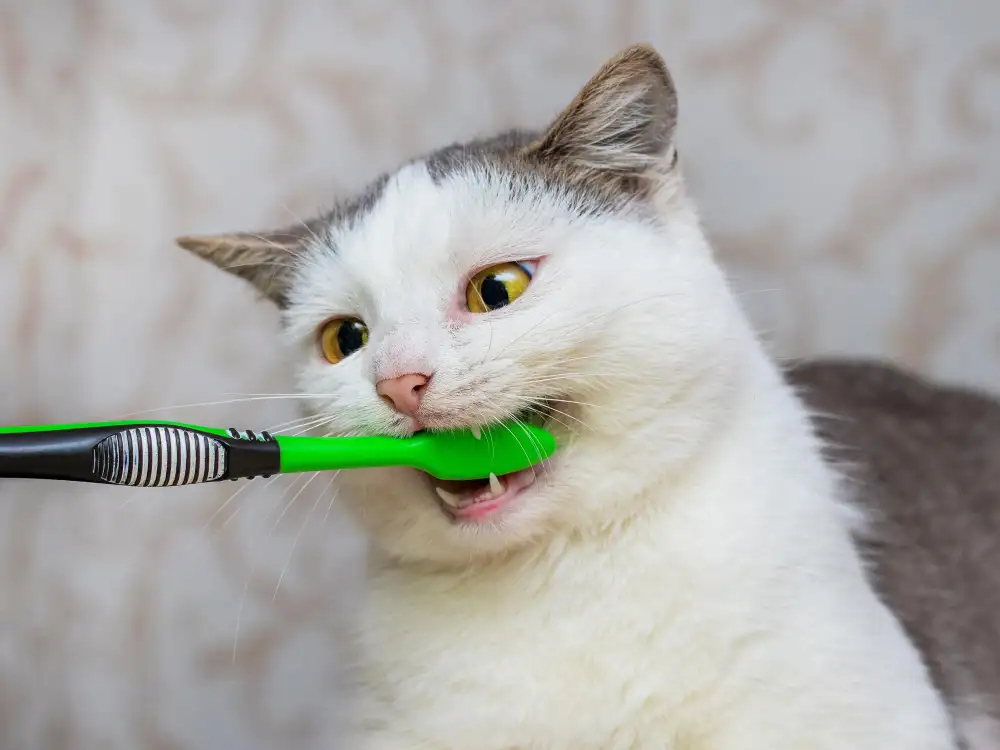 higiene bucodental animales torremolinos