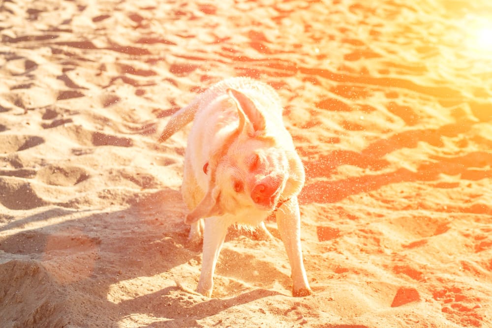 Labrador bañandose en la playa para evitar un golpe de calor