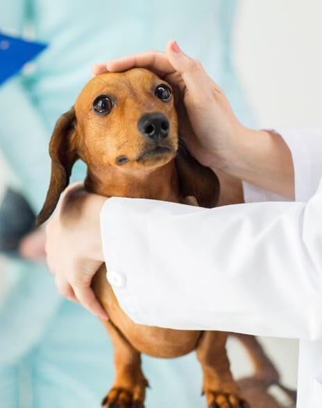 medicina interna animal torremolinos