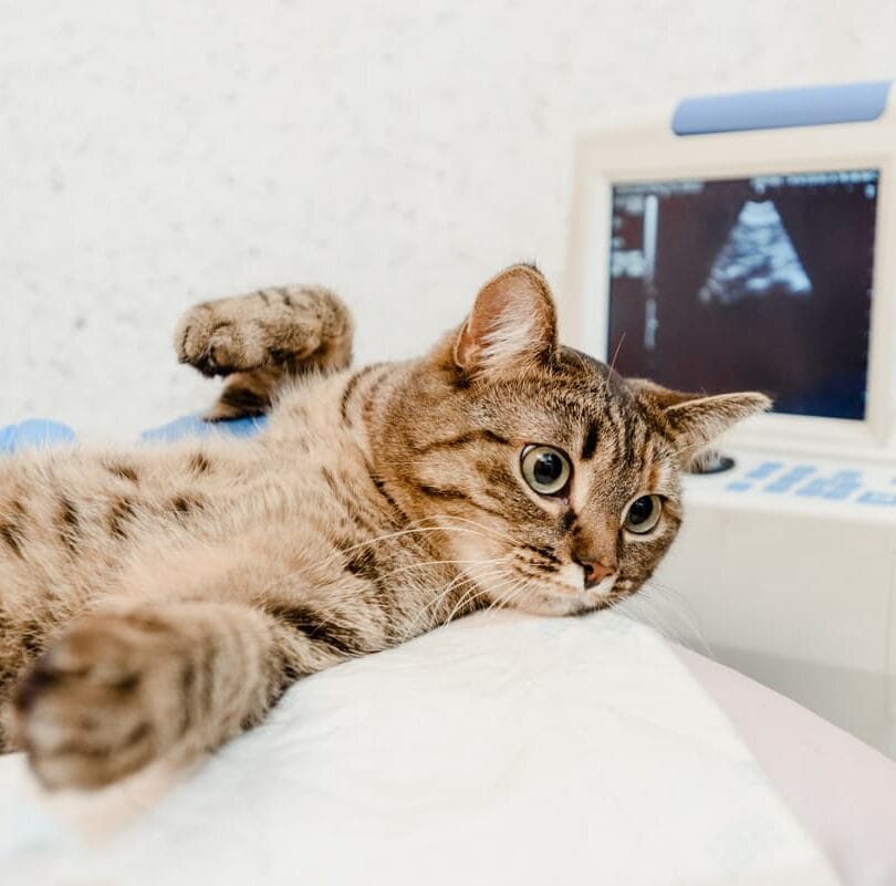 Radiología y Ecografía: desparasitación em gatos en veterinario torremollinos