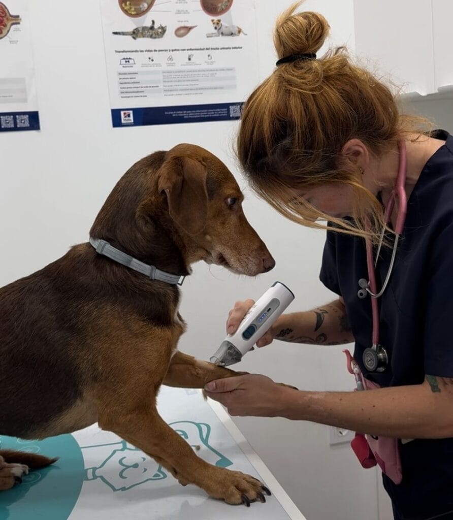 veterinario vacunas torremolinos