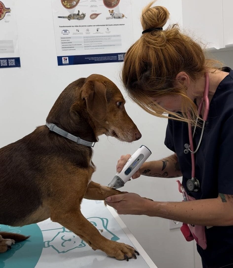 veterinario vacunas torremolinos