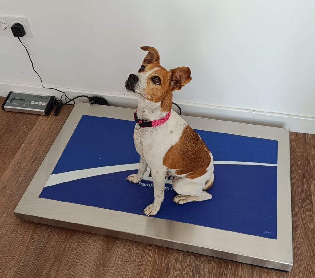 veterinario en torremolinos malaga
