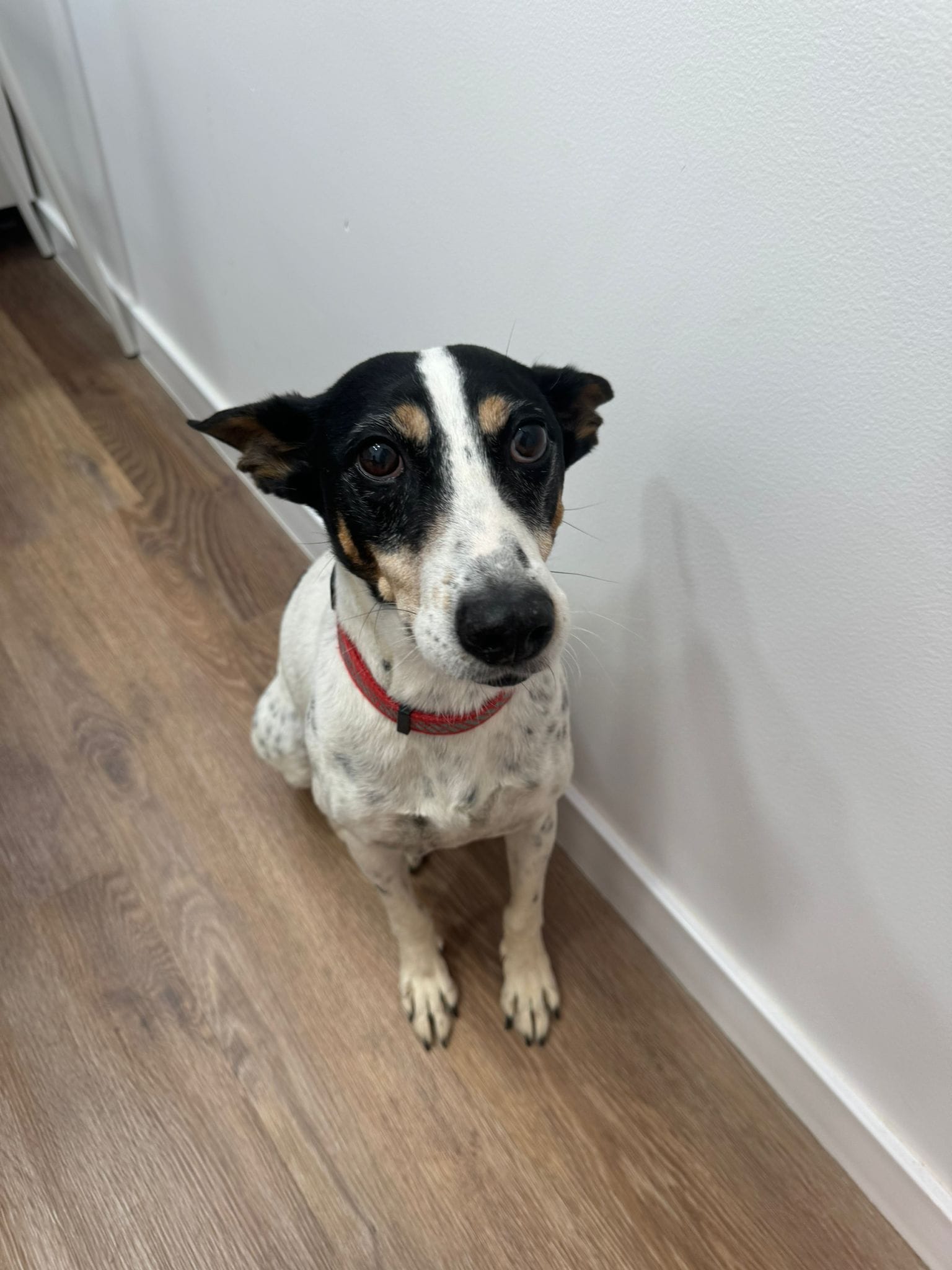 tratamientos cachorros clinica veterinarios torremolinos