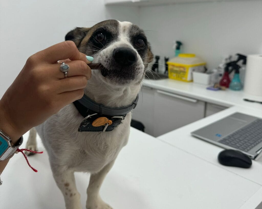 vacunación y desparasitación en torremolinos animales
