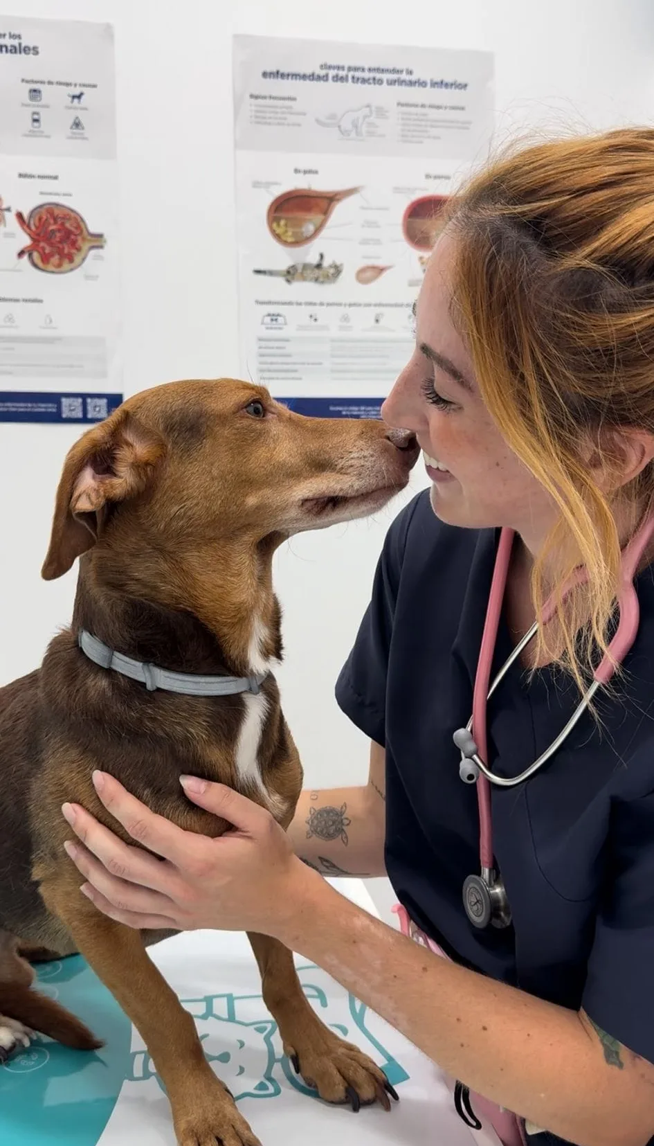 clinica veterinarios torremolinos perros revision