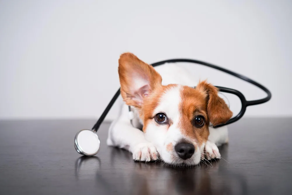 veterinarios a domicilio en playamar torremolinos