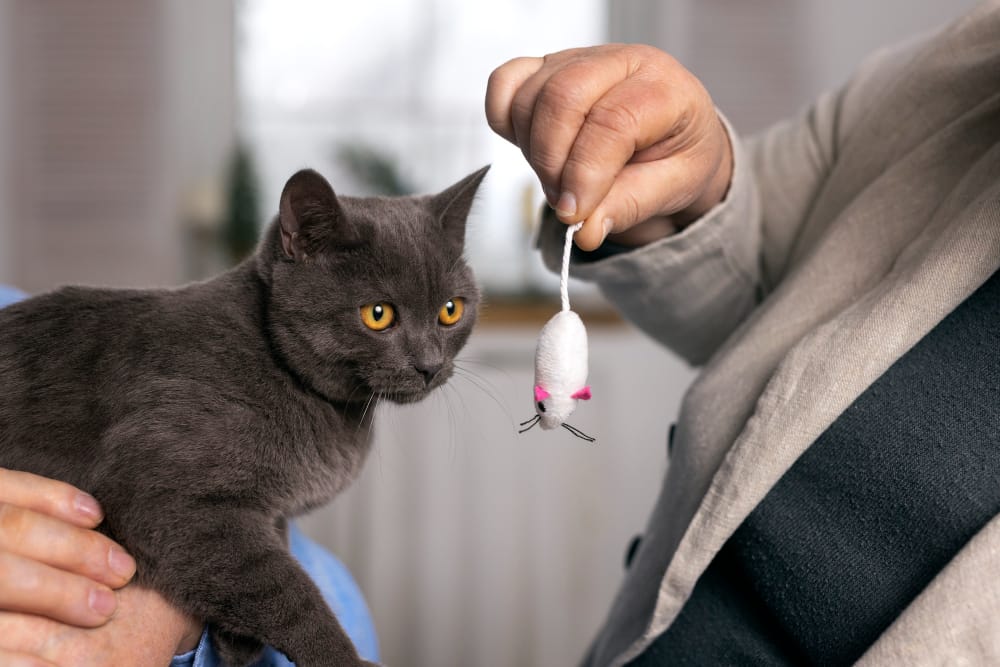 clinica veterinarios torremolinos para gatos