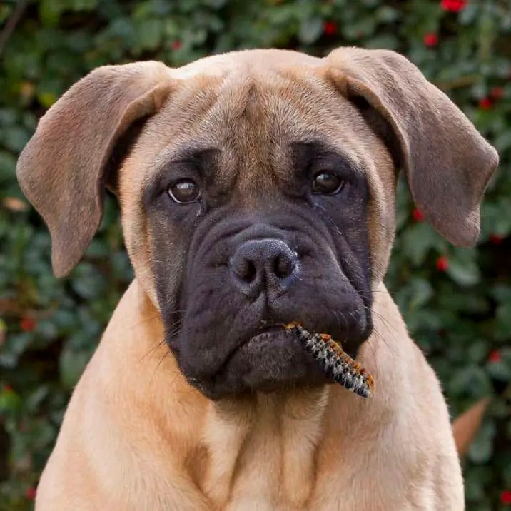 evitar procesionaria perros torremolinos