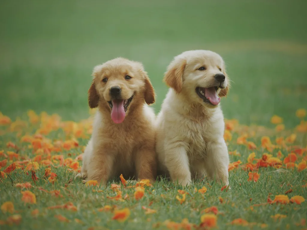 Consejos sobre cómo educar a un cachorro
