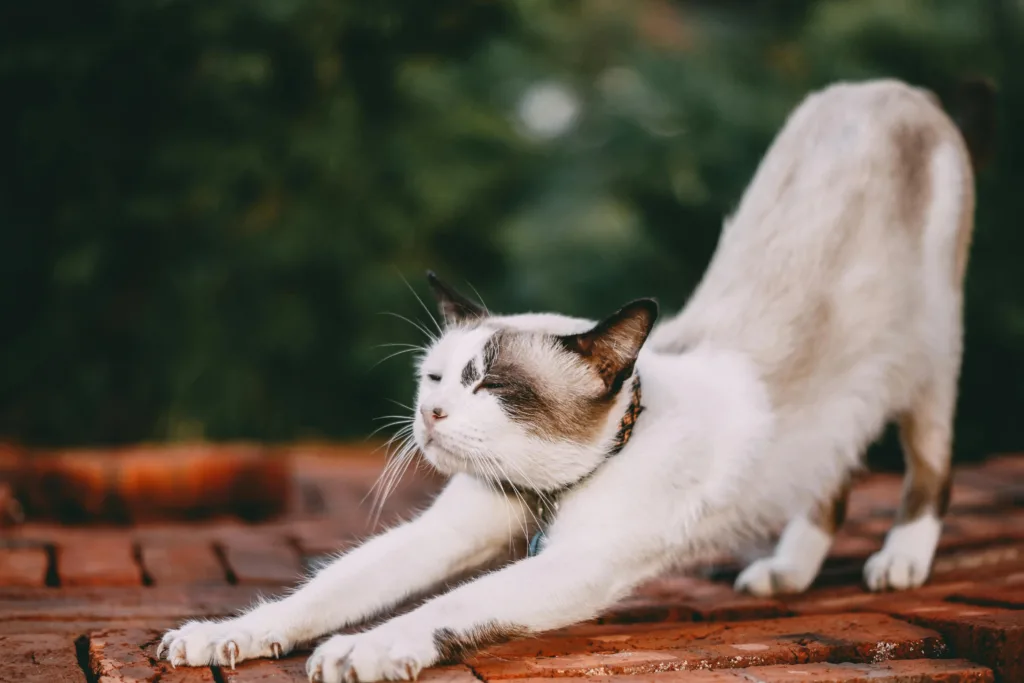 Cuándo esterilizar una gata según su edad